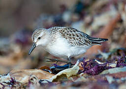 Semipalmated Sandpiper