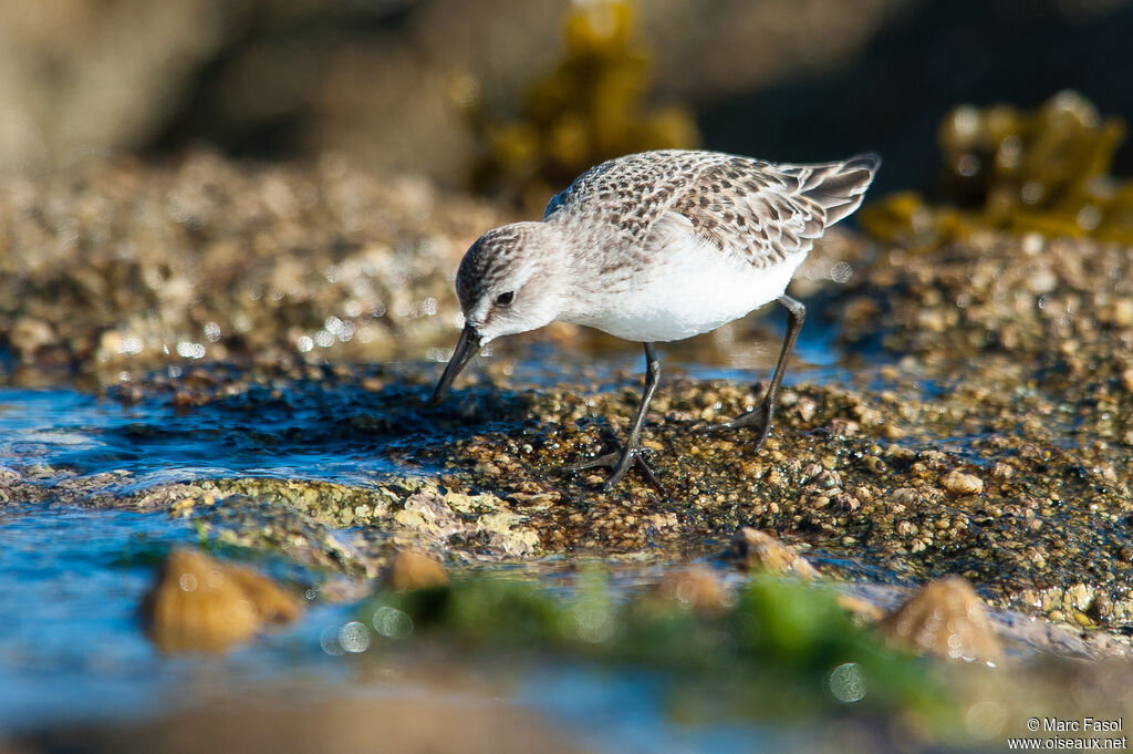 Semipalmated Sandpiperadult, identification, eats