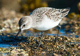 Semipalmated Sandpiper