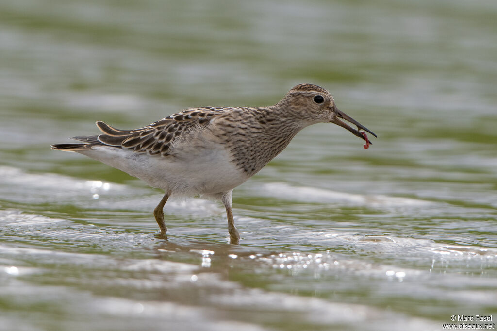 Pectoral SandpiperFirst year, identification, feeding habits, eats