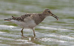 Pectoral Sandpiper