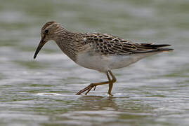 Pectoral Sandpiper