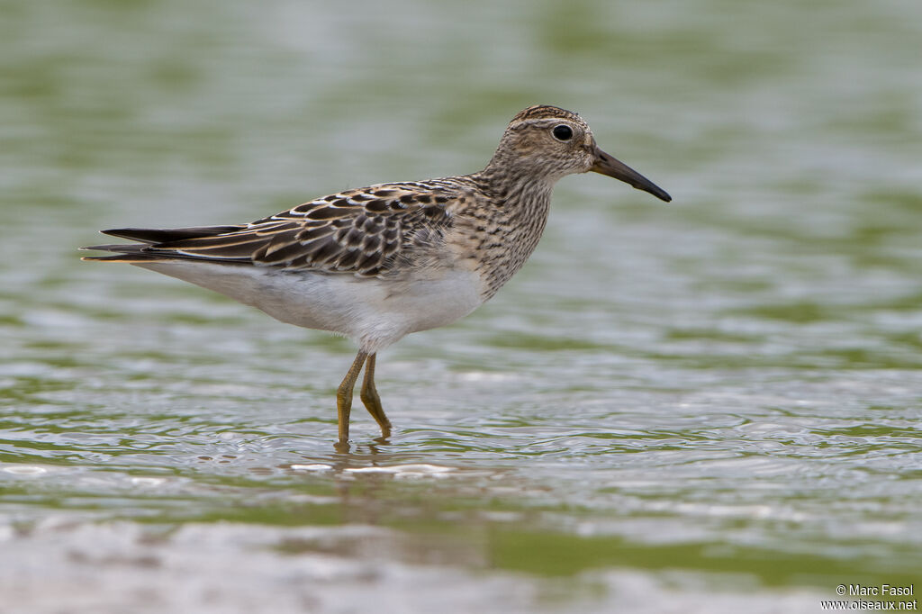 Bécasseau tacheté1ère année, identification