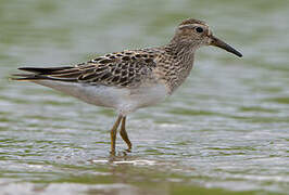 Pectoral Sandpiper