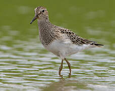 Pectoral Sandpiper