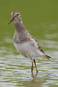 Pectoral Sandpiper