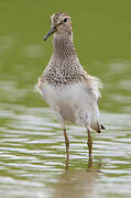 Pectoral Sandpiper