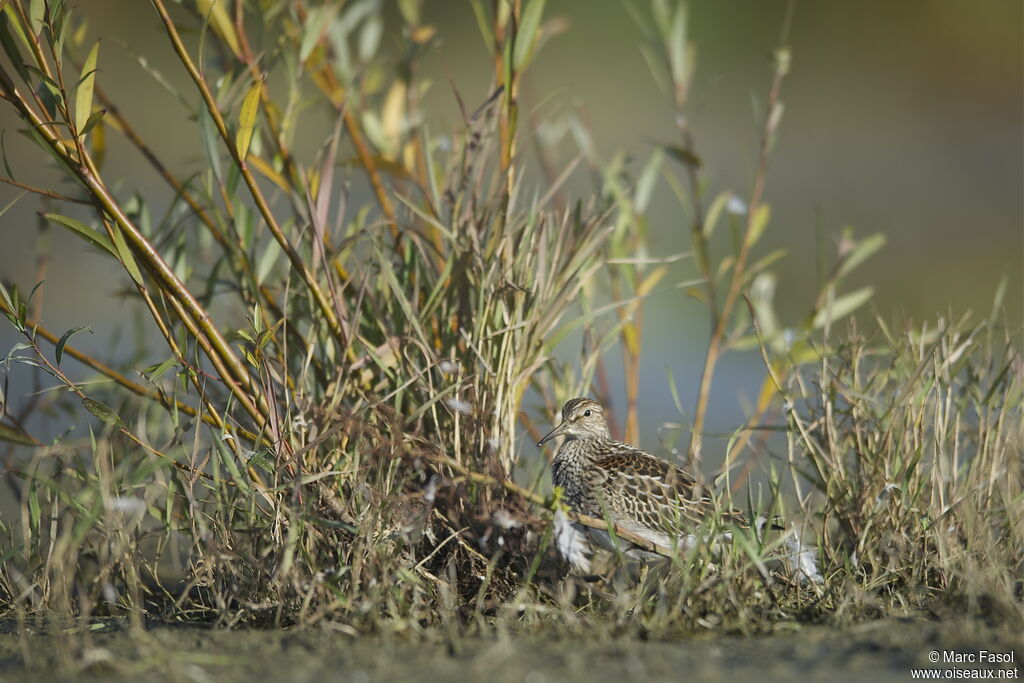 Bécasseau tachetéjuvénile, identification, Comportement