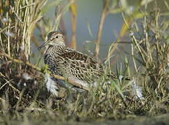 Pectoral Sandpiper