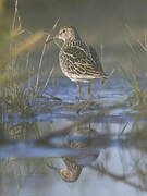 Pectoral Sandpiper