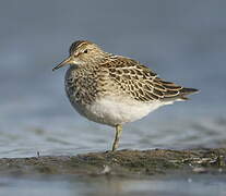 Pectoral Sandpiper