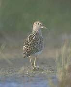 Pectoral Sandpiper