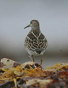 Pectoral Sandpiper