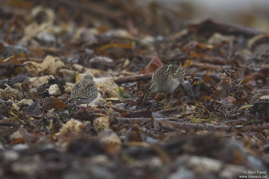 Pectoral SandpiperFirst year, identification, feeding habits, Behaviour