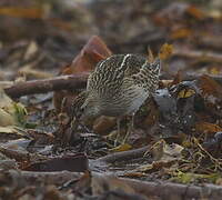 Pectoral Sandpiper