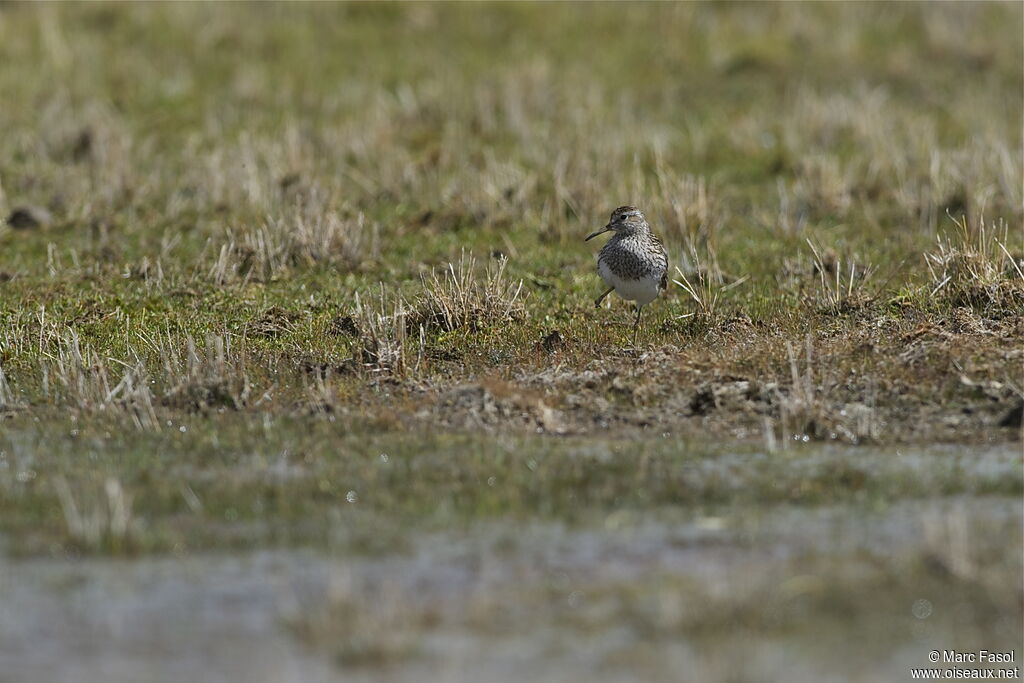 Bécasseau tachetéadulte, identification