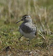 Pectoral Sandpiper