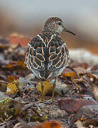 Pectoral Sandpiper