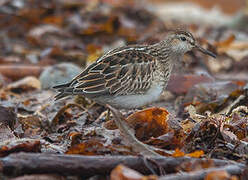 Pectoral Sandpiper