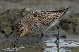 Dunlin