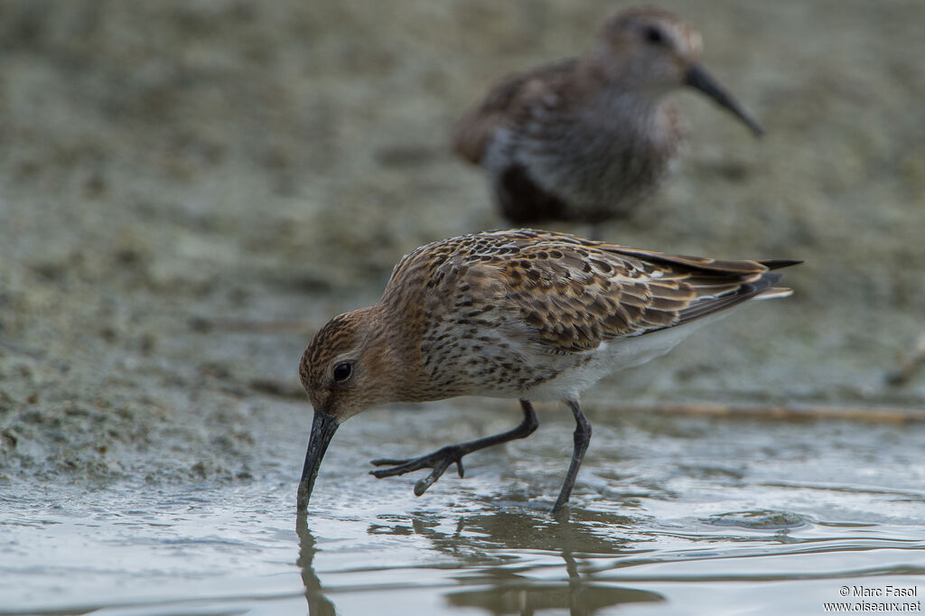 Dunlin