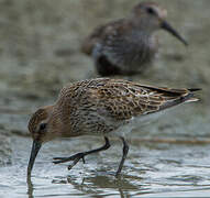 Dunlin