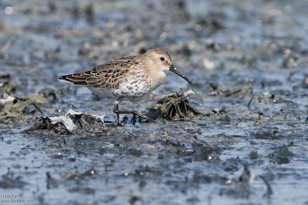 Bécasseau variable1ère année, identification, marche