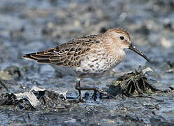 Dunlin