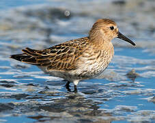 Dunlin