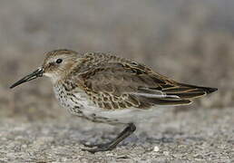 Dunlin