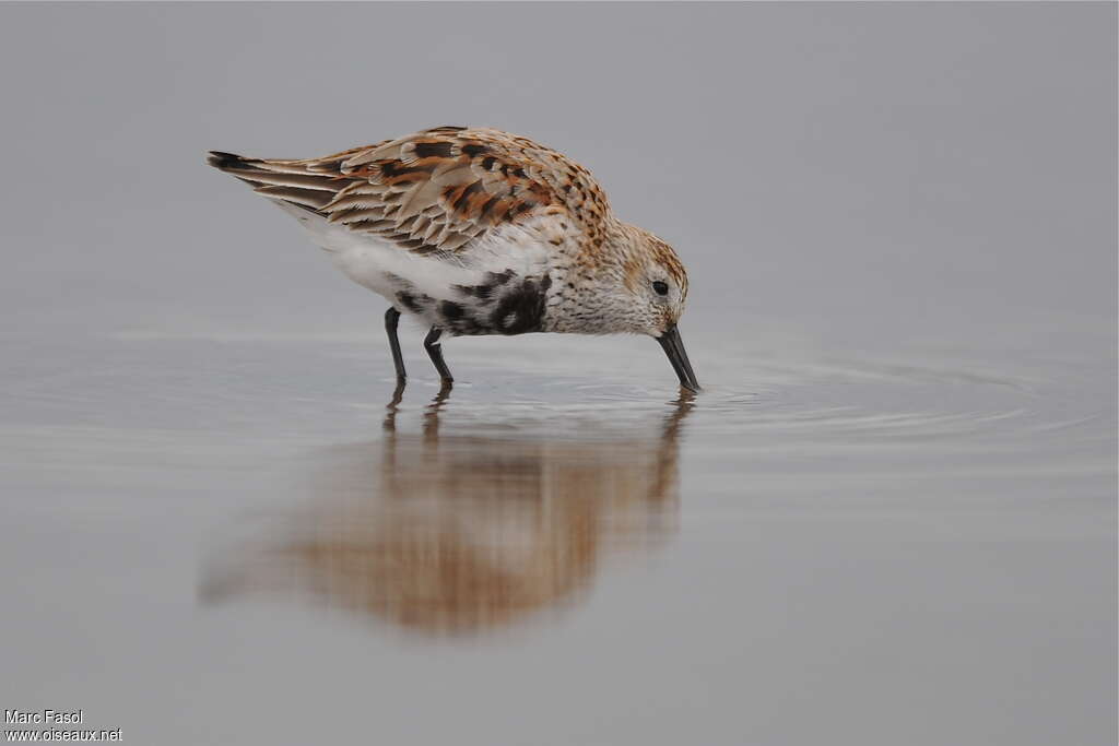 Bécasseau variableadulte transition, régime, pêche/chasse