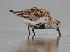 Dunlin