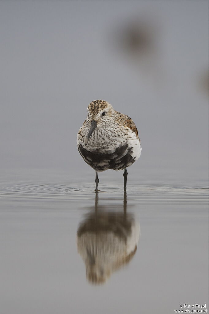 Dunlinadult post breeding, identification