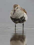 Dunlin