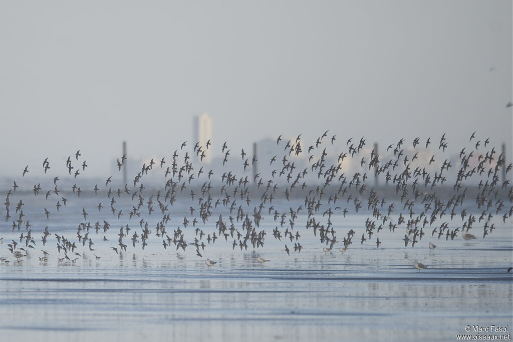 Dunlin, Behaviour