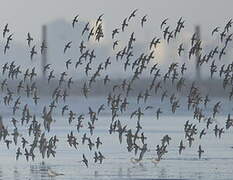 Dunlin