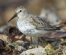 Dunlin