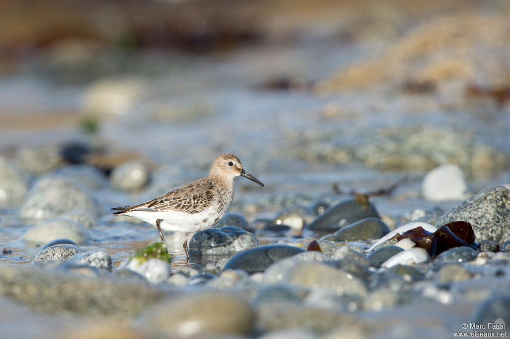 Dunlinadult post breeding, identification