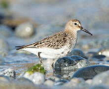 Dunlin