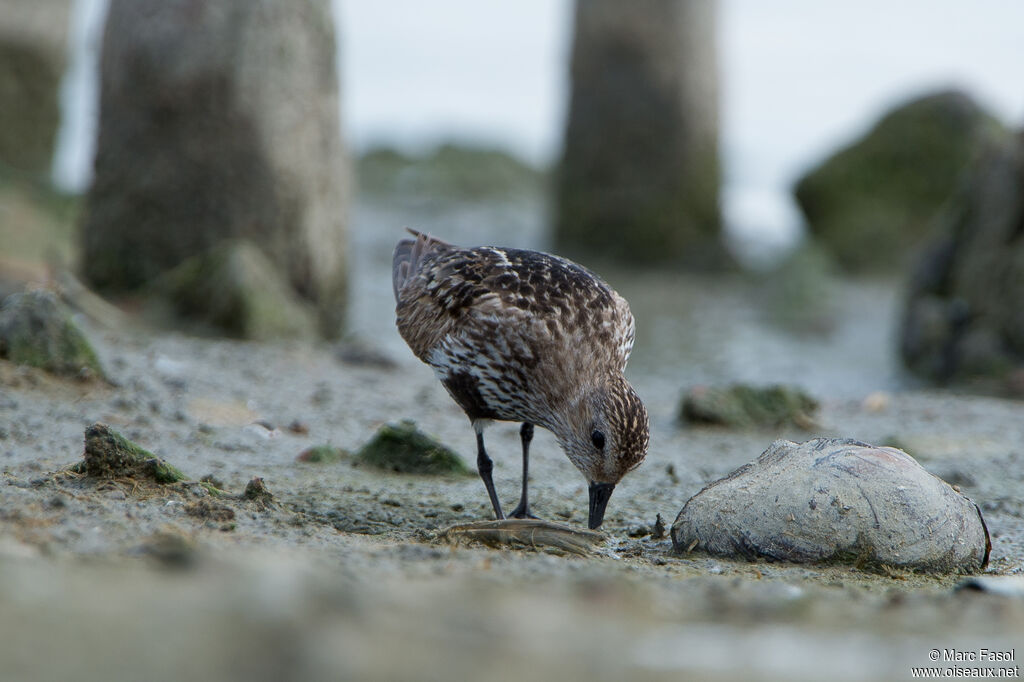 Bécasseau variableadulte internuptial, identification, régime, pêche/chasse