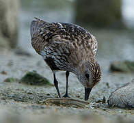 Dunlin