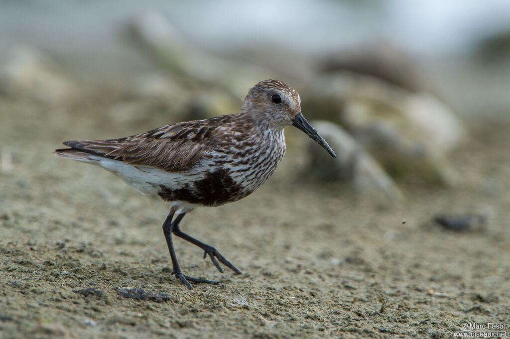 Bécasseau variable mâle adulte, identification, marche