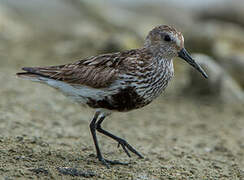 Dunlin