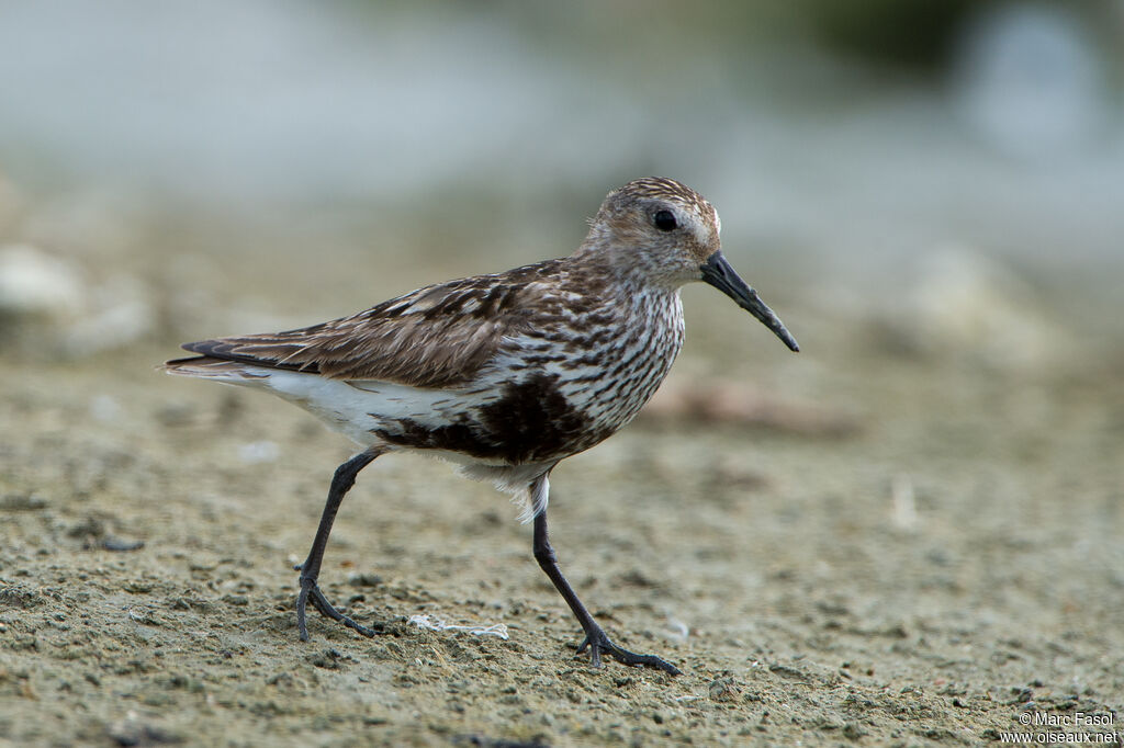 Dunlin male adult post breeding, identification, walking