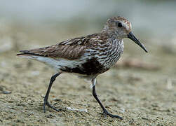 Dunlin