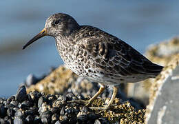 Purple Sandpiper