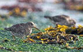 Purple Sandpiper