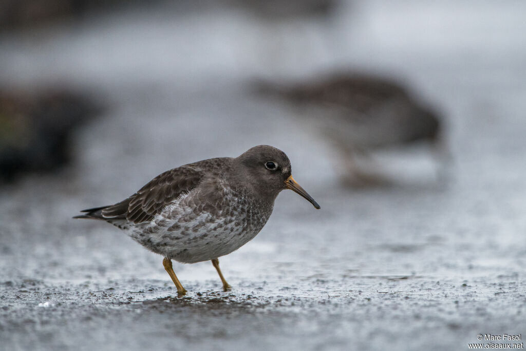 Purple Sandpiper