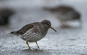 Purple Sandpiper