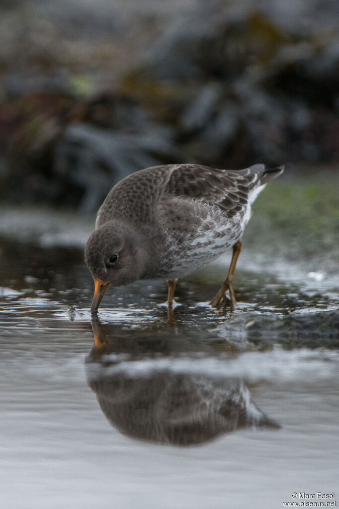 Purple Sandpiper